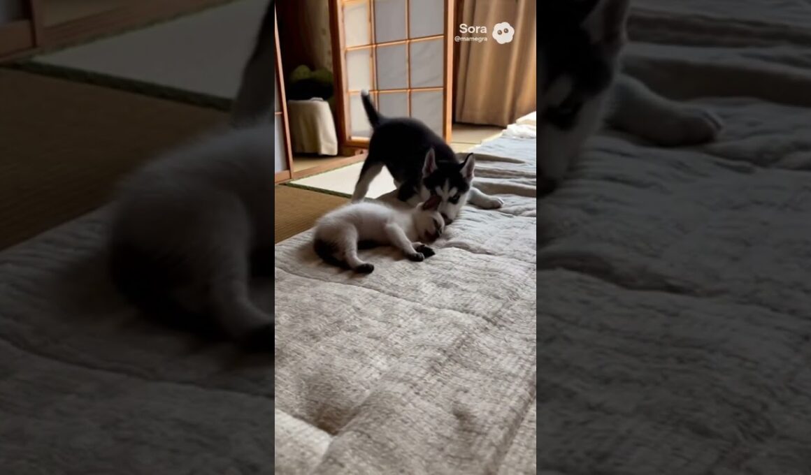 眠たいシャム猫と遊びたいハスキー/A sleepy Siamese cat and a Siberian Husky wanting to play #cat #dog