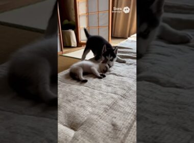 眠たいシャム猫と遊びたいハスキー/A sleepy Siamese cat and a Siberian Husky wanting to play #cat #dog