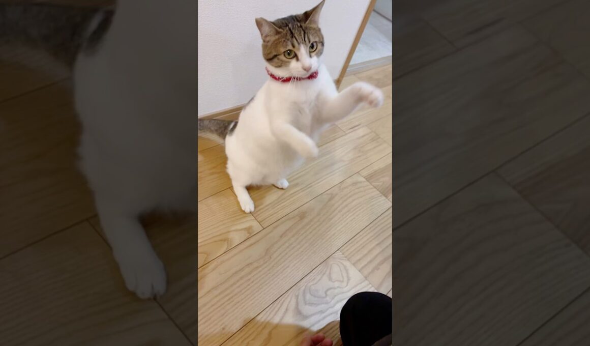 【保護猫】犬のような猫