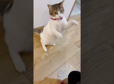 【保護猫】犬のような猫