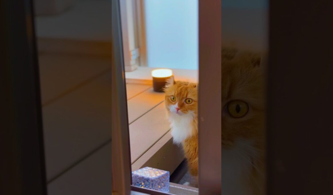 #猫 #cat #猫のいる暮らし #アメリカンカール