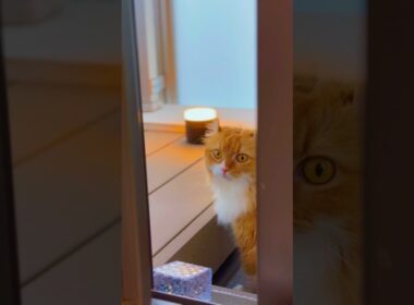 #猫 #cat #猫のいる暮らし #アメリカンカール