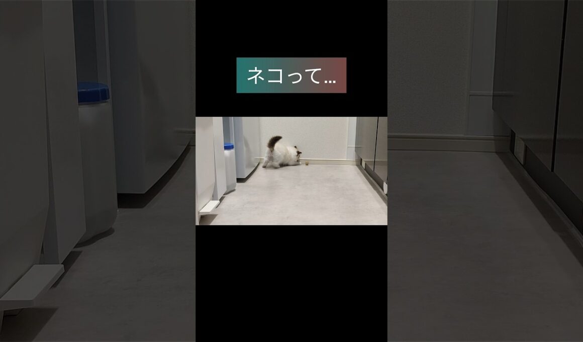 何もわかんないおばあちゃんとの会話🧑🏻‍🎄 #shorts #ラグドール #子猫 #猫のいる生活 #甘えん坊猫 #ぬいぐるみ猫