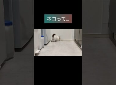 何もわかんないおばあちゃんとの会話🧑🏻‍🎄 #shorts #ラグドール #子猫 #猫のいる生活 #甘えん坊猫 #ぬいぐるみ猫