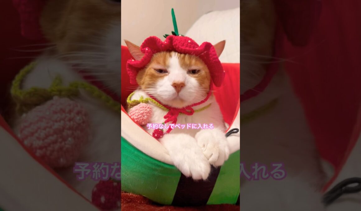 ヨヤクナシデスベッドに入るもバッグも宇宙船も #shorts #猫のいる暮らし