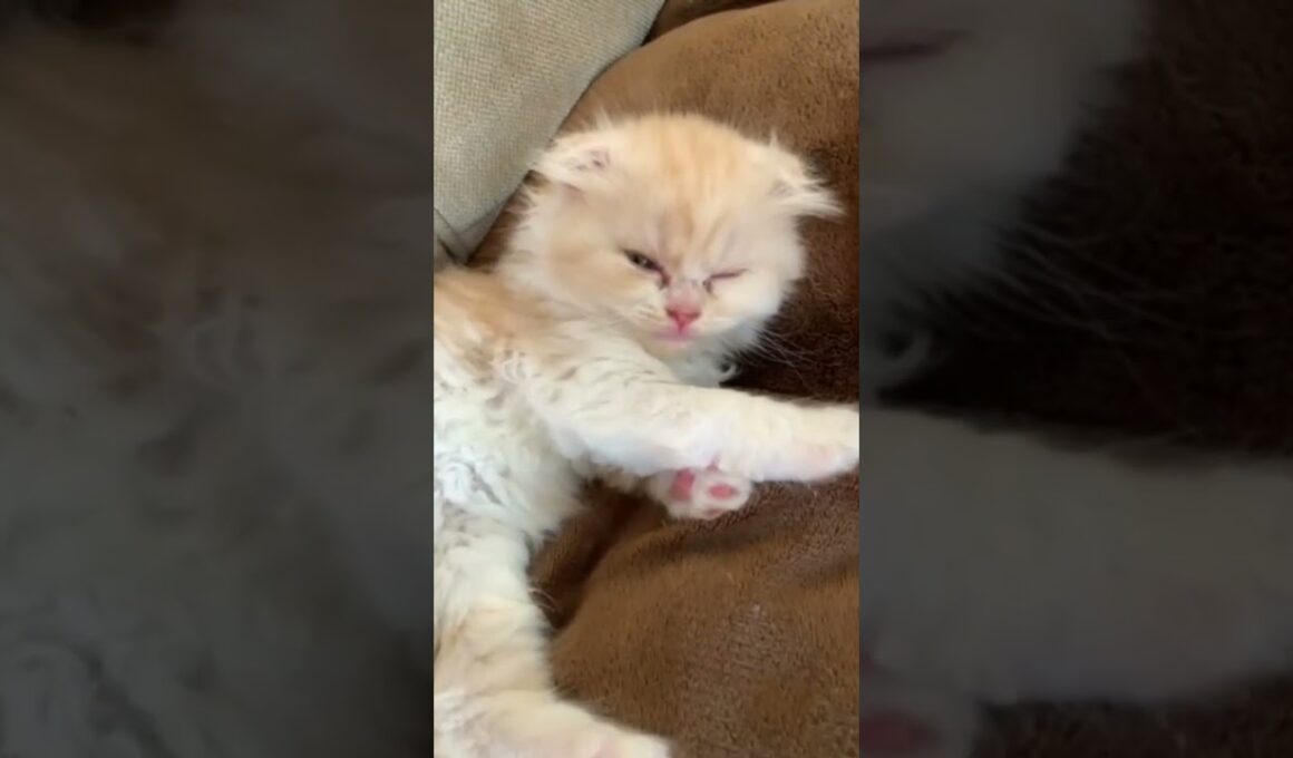 恐竜のような鳴き声を出す赤ちゃん子猫【ミヌエット】#Shorts