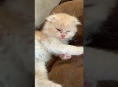 恐竜のような鳴き声を出す赤ちゃん子猫【ミヌエット】#Shorts