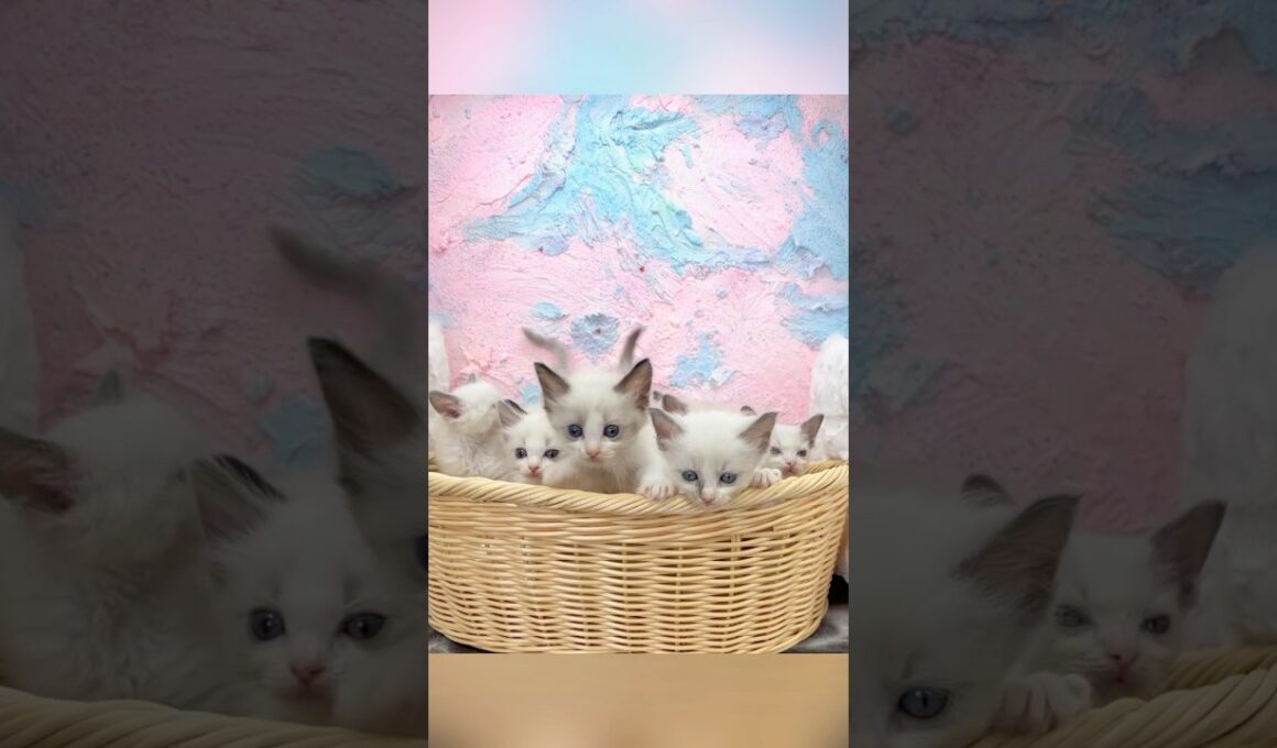 7つ子のラグドール子猫【見学できます】