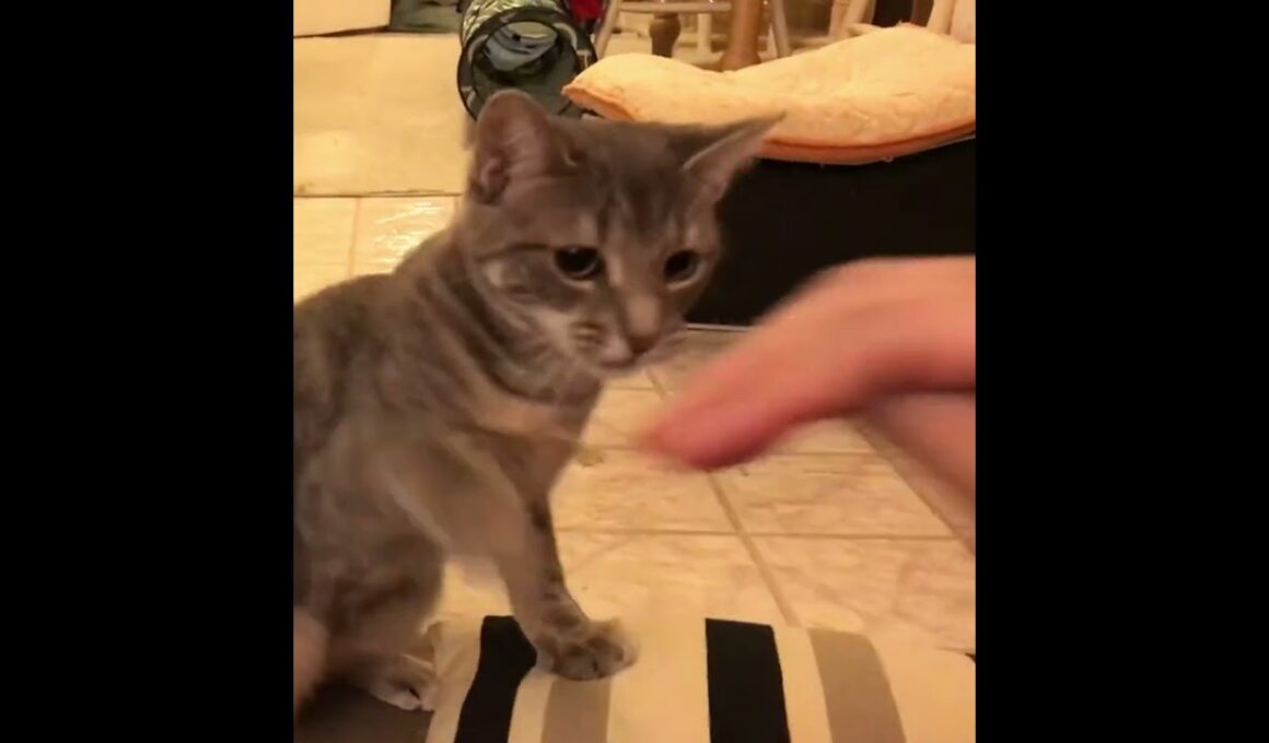 子猫の猫パンチがこちら#cat #kitten