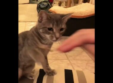 子猫の猫パンチがこちら#cat #kitten