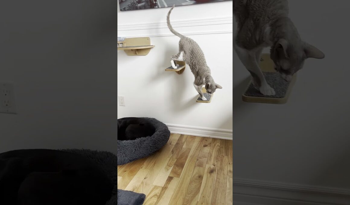 Only Griswald the Cornish Rex Cat Ends a Meal This Gracefully 😌🍽️
