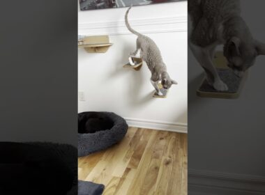 Only Griswald the Cornish Rex Cat Ends a Meal This Gracefully 😌🍽️