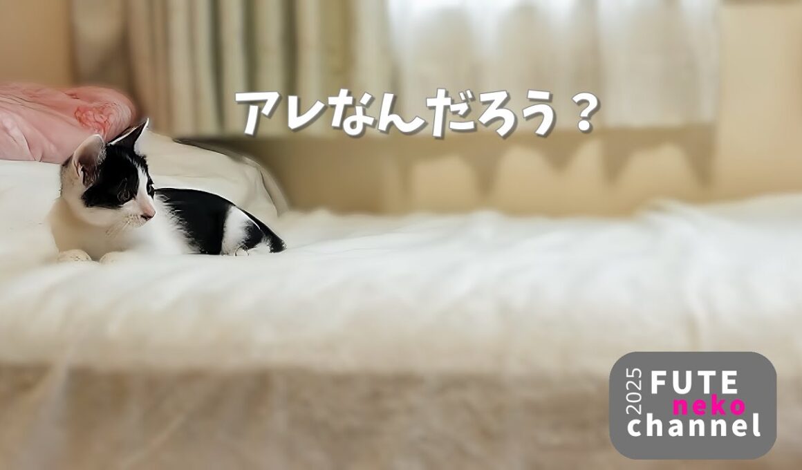 見えない何かと戦う子猫【保護子猫】