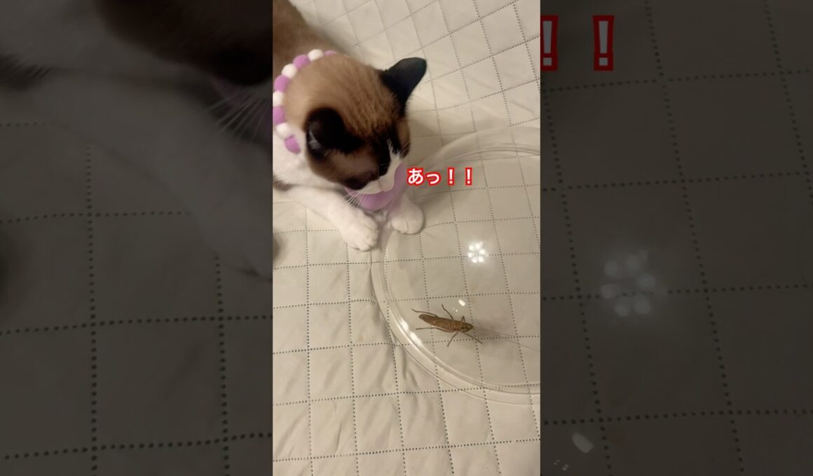 猫に初めてのバッタを見せたら手を伸ばしたけど触れるのか？ #ねこ動画 #ピポパポ #fruitszipper #shorts