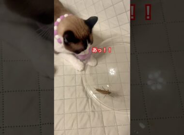 猫に初めてのバッタを見せたら手を伸ばしたけど触れるのか？ #ねこ動画 #ピポパポ #fruitszipper #shorts