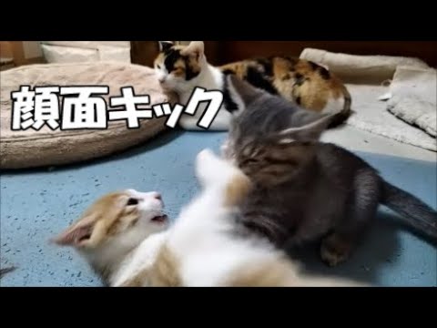 【生後56日目】子猫の顔面キックが炸裂しました