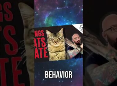 Top #Cat Videos of 2021! #shorts