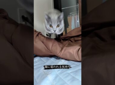 猫に狙われる気持ちを味わう動画