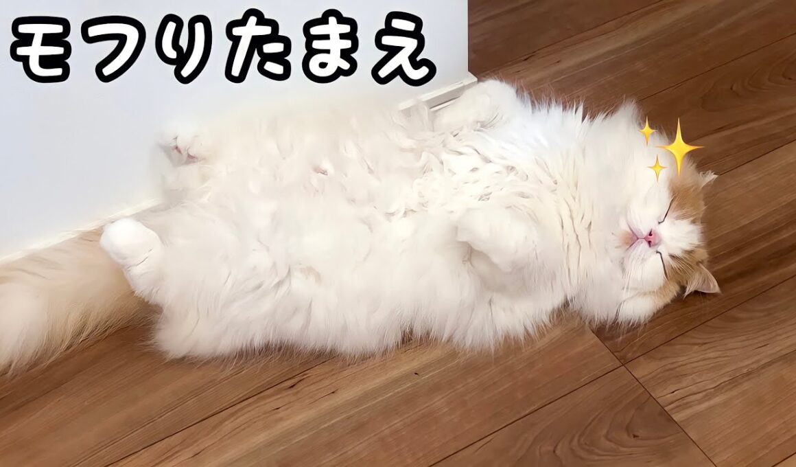 飼い主が入院中、友達にもふもふを要求するようになった猫w