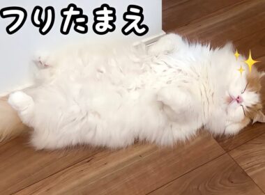 飼い主が入院中、友達にもふもふを要求するようになった猫w