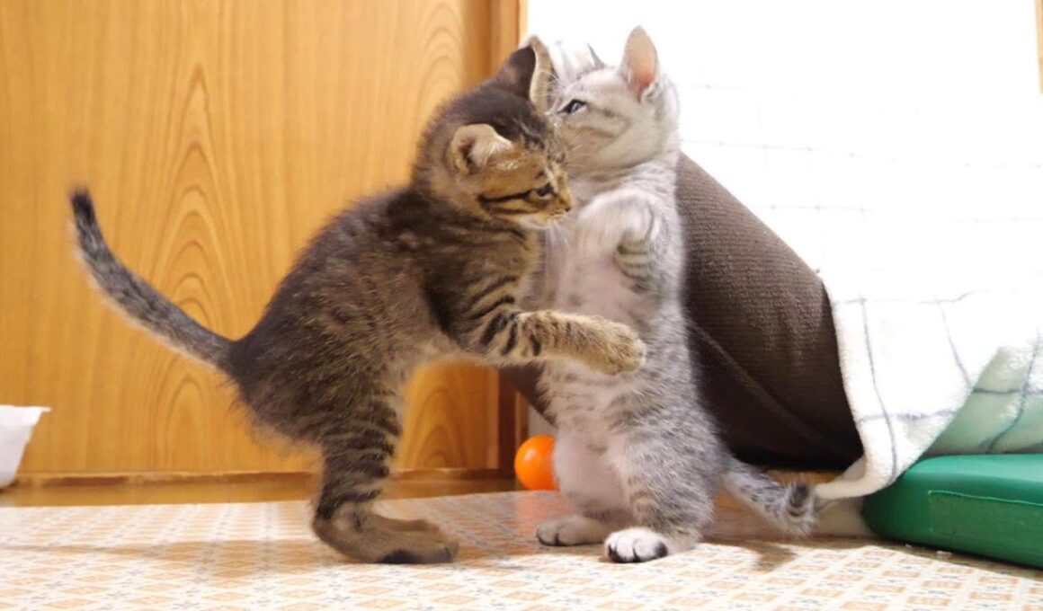 わんぱくちびさん子猫達が大暴れライブ【赤ちゃん猫　保護猫】