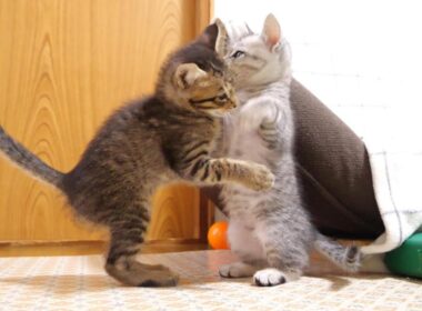 わんぱくちびさん子猫達が大暴れライブ【赤ちゃん猫　保護猫】