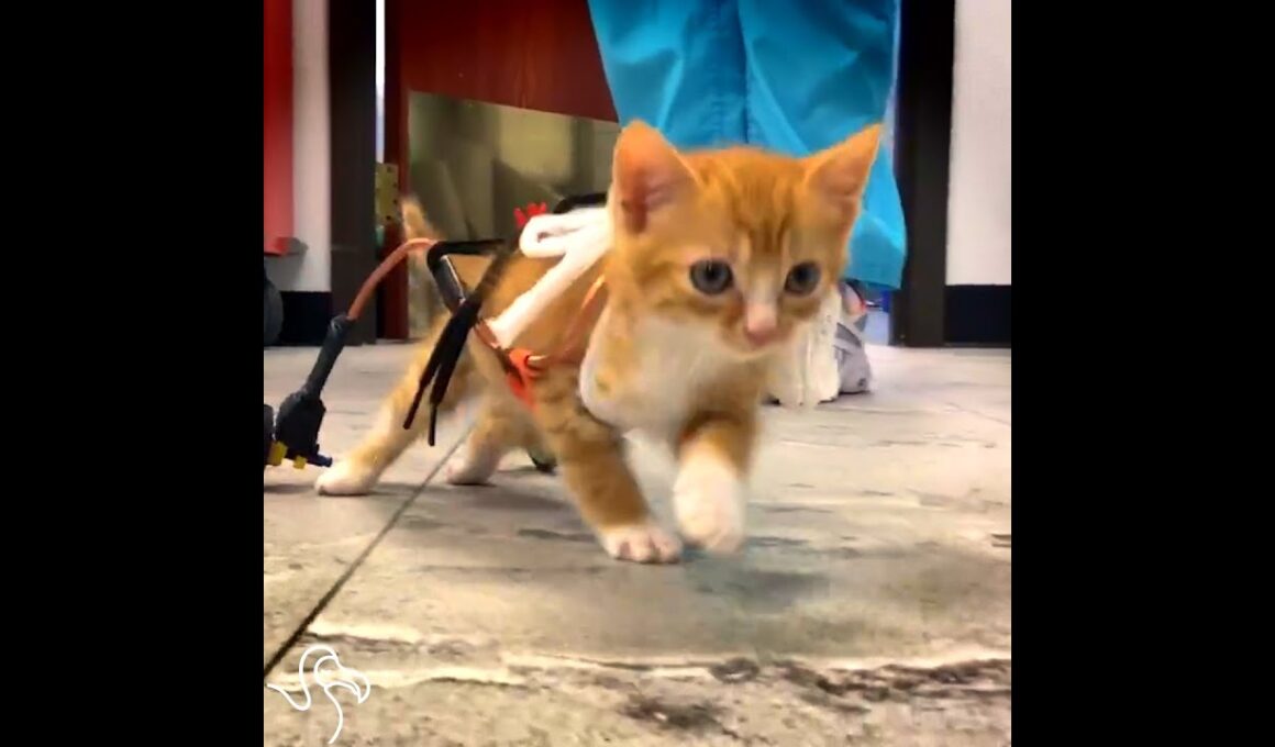 Kitten Swims And Exercises So He Can Run Like Everyone Else | The Dodo