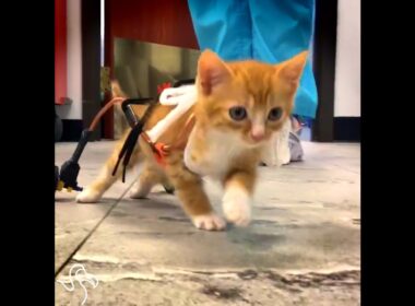 Kitten Swims And Exercises So He Can Run Like Everyone Else | The Dodo