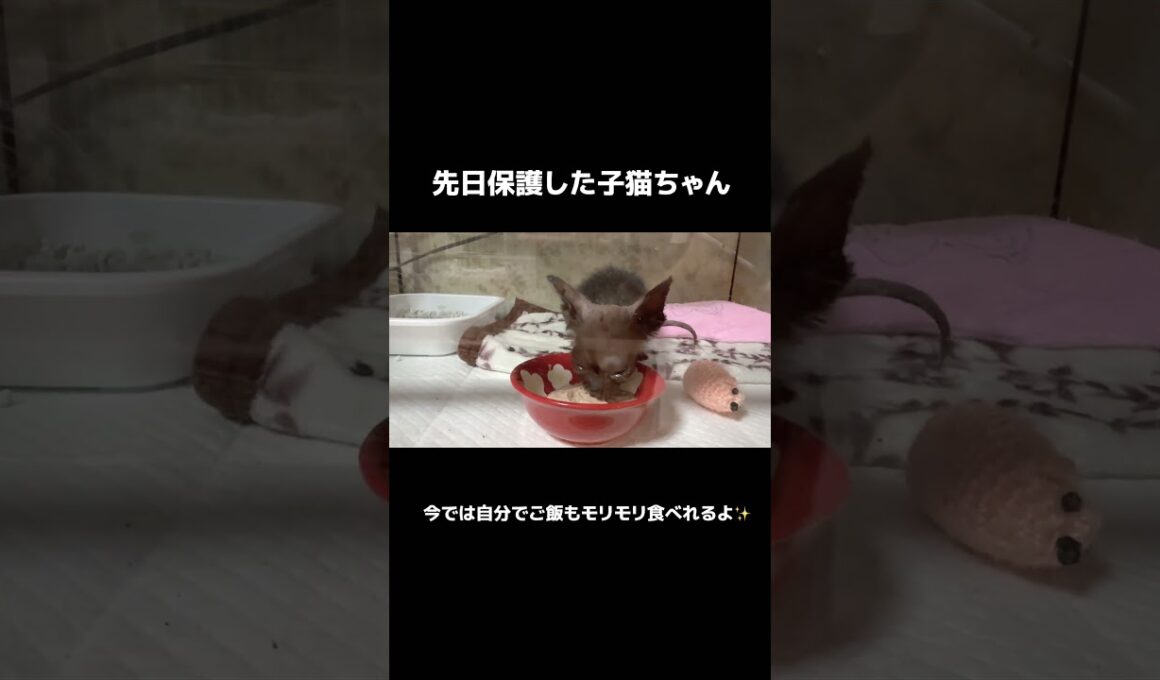 子猫の成長 #保護猫 #子ネコ #猫 #多頭飼いの日常 #日々成長