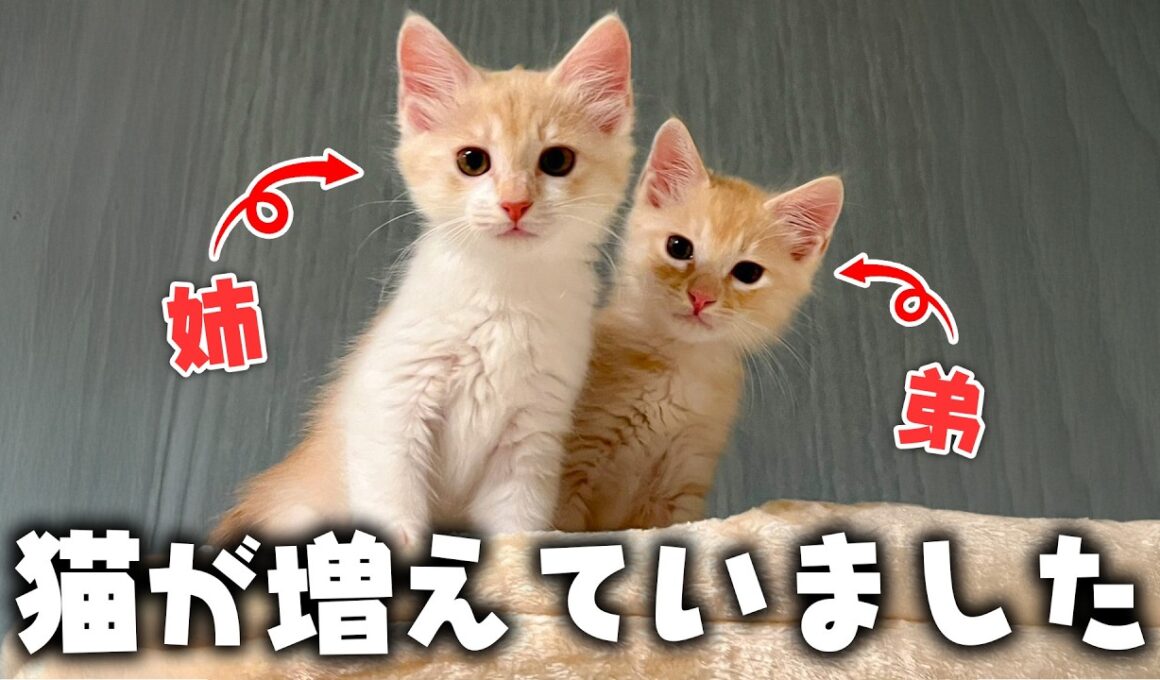 【ご報告】知らない間に新しい子猫たちが増えていました。
