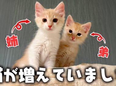 【ご報告】知らない間に新しい子猫たちが増えていました。