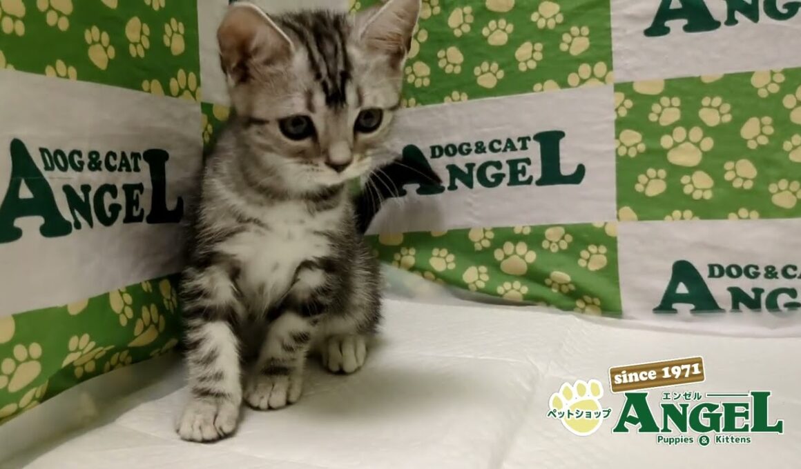 アメリカンショートヘアー 2511020 【ペットショップエンゼル　子犬・子猫販売】