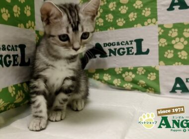 アメリカンショートヘアー 2511020 【ペットショップエンゼル　子犬・子猫販売】
