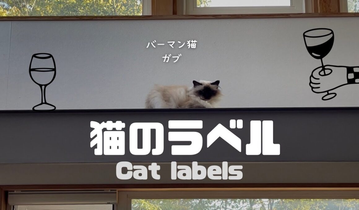 バーマン猫ガブとラフ【猫のラベル】Cat labels（バーマン猫）Birman/Cat