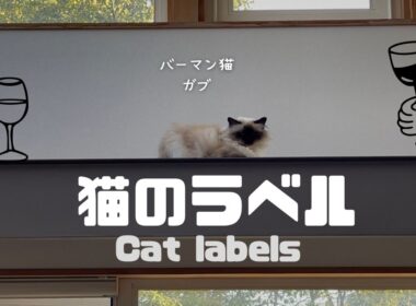 バーマン猫ガブとラフ【猫のラベル】Cat labels（バーマン猫）Birman/Cat