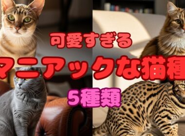 【生き物・生物解説】猫好き必見！マニアックで珍しいけど超可愛い家猫5種類を紹介します！