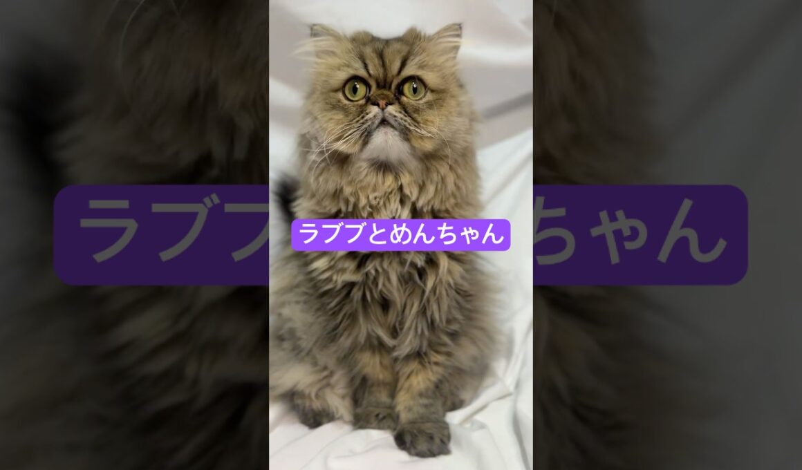 【ペルシャ猫】ラブブとめんちゃん #shorts #cat #ペルシャ