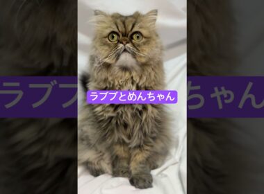 【ペルシャ猫】ラブブとめんちゃん #shorts #cat #ペルシャ
