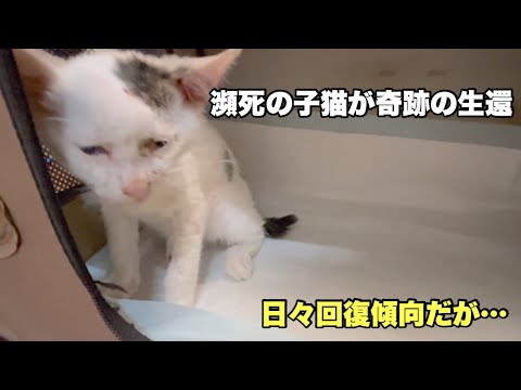 【子猫】交通事故で瀕死の子猫を緊急保護　続き4日目〜