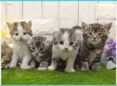 Coo&RIKU　No.00737830 アメリカンカール