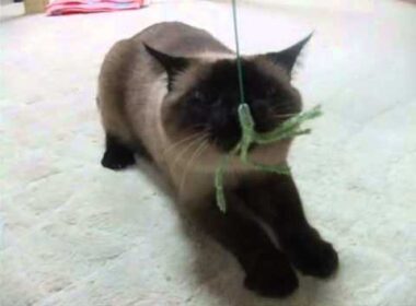 シャム猫　ワっち　必死です。