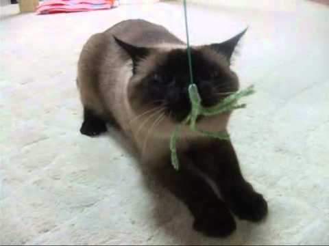 シャム猫　ワっち　必死です。