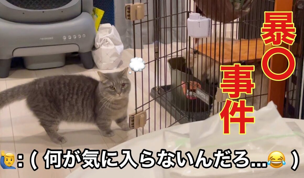 これが愛らしいマンチカンの裏の顔です...