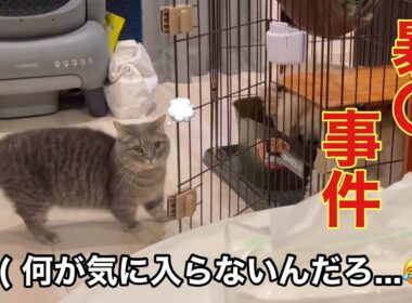 これが愛らしいマンチカンの裏の顔です...