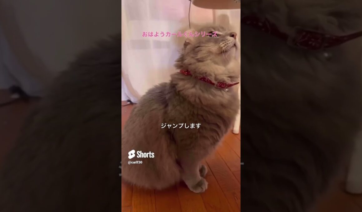 猫動画 #shorts おはようカールくん #アメリカンカール