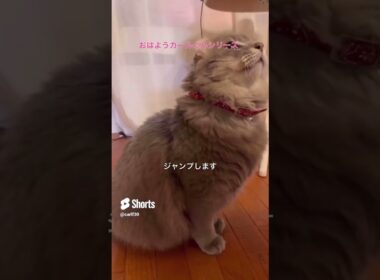 猫動画 #shorts おはようカールくん #アメリカンカール