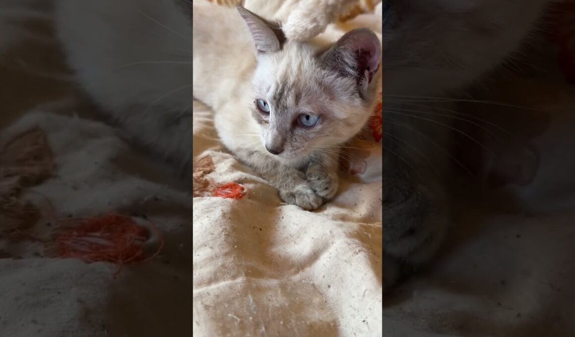 キジシロのルル、ダイエットさせなきゃ！と、ネコジャラシだったが、シャムの子ネコ雫が寄り目で見てて、つい、雫と遊ぶことに