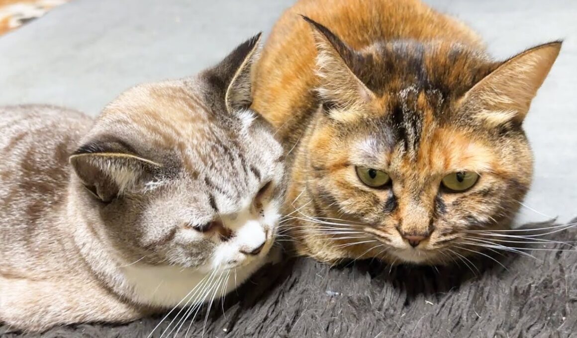 妹みたいな姉猫にどうしても甘えたい末っ子猫が可愛すぎました