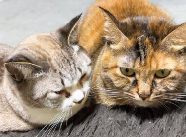 妹みたいな姉猫にどうしても甘えたい末っ子猫が可愛すぎました