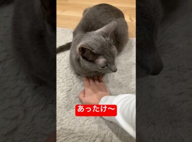 香箱の中あったけ〜ねこちゃん#ロシアンブルー #猫